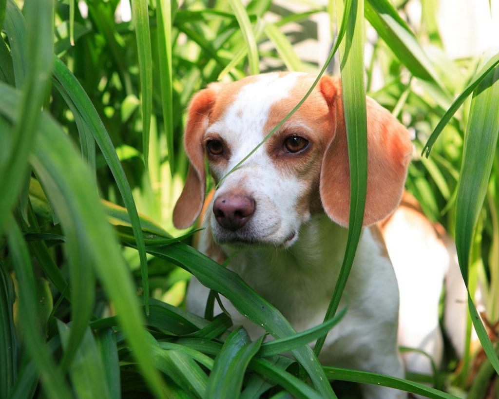 一只狗在绿草丛中