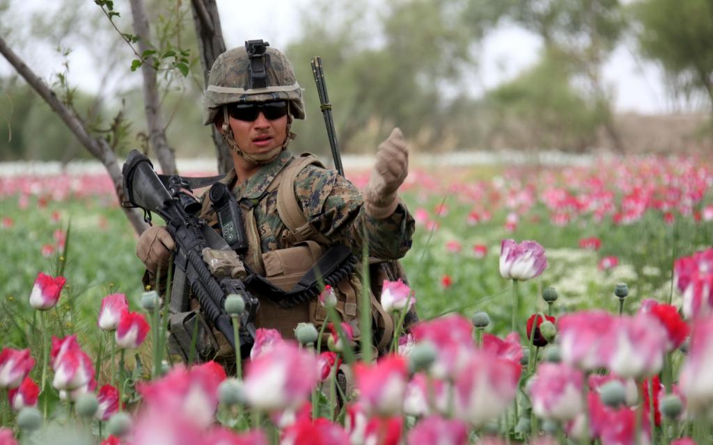 士兵在粉红色的郁金香