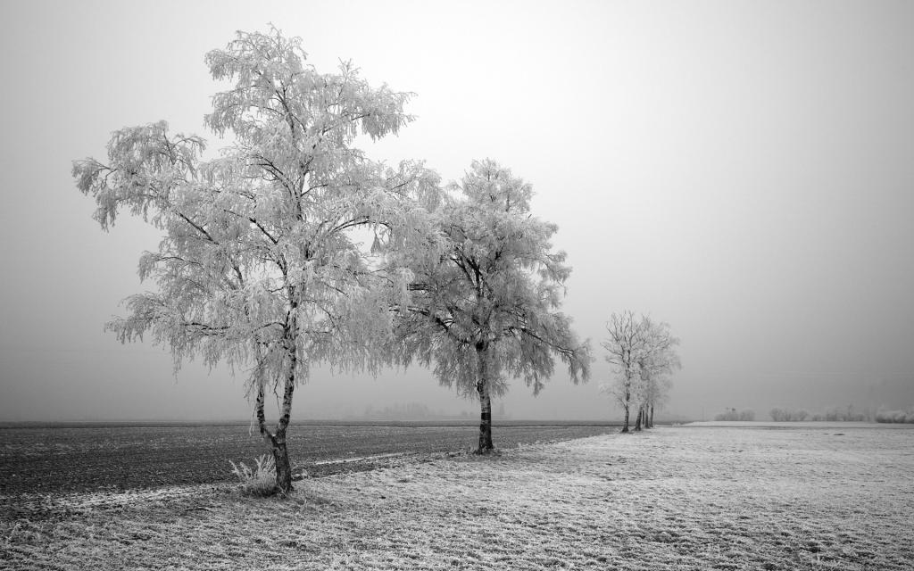 冬天树的黑白照片