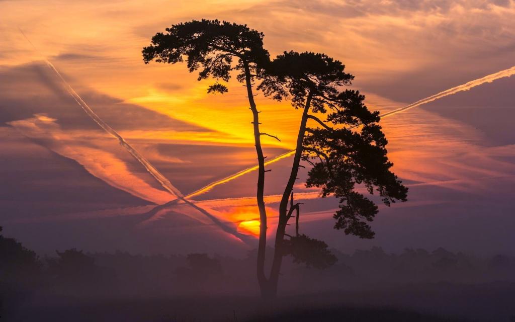 日落和一架飞机在天空中的痕迹背景上的树