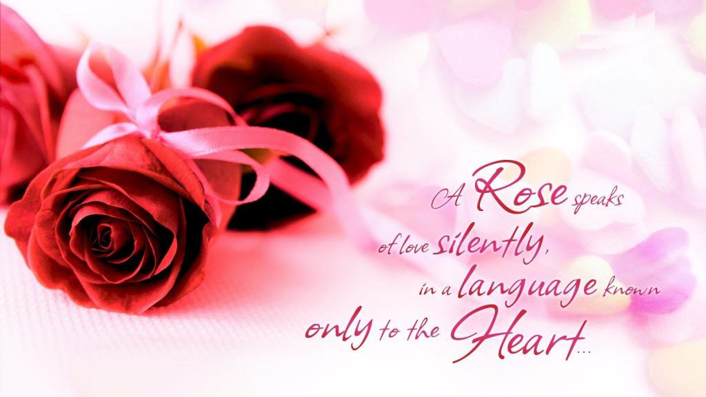 红玫瑰和关于爱的美丽的话