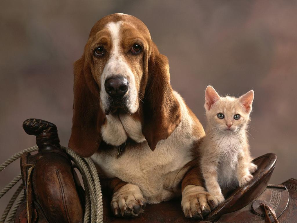 悲伤的巴塞特猎犬和小猫