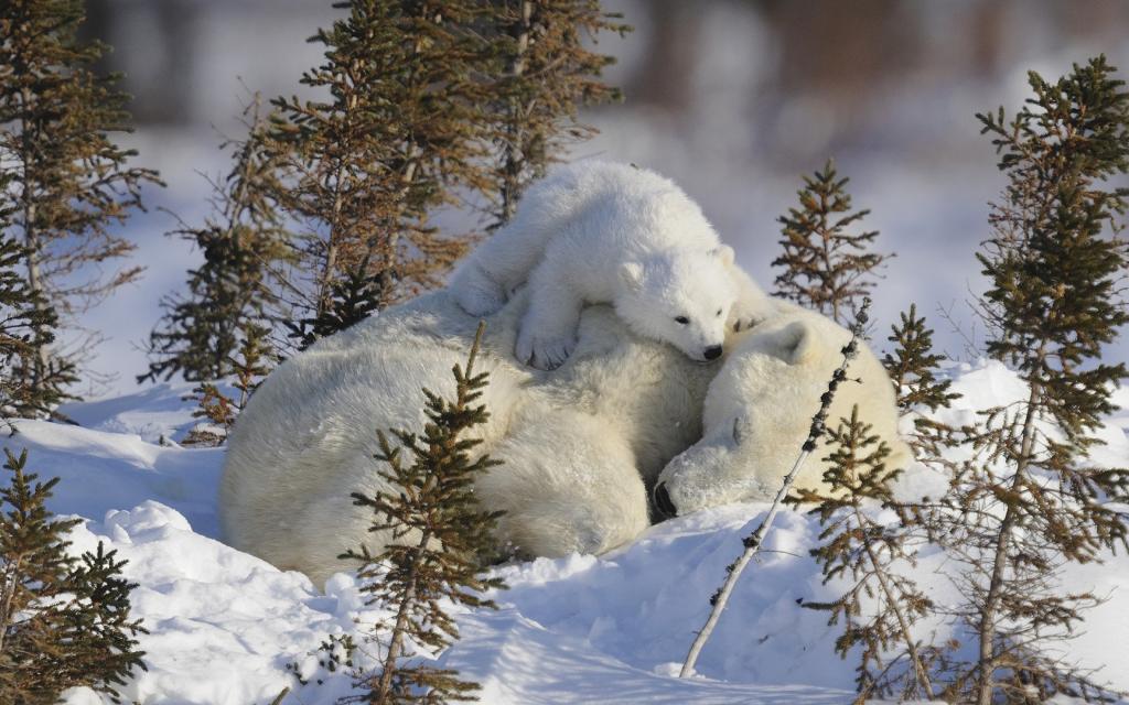 与熊在雪中的小白熊幼崽