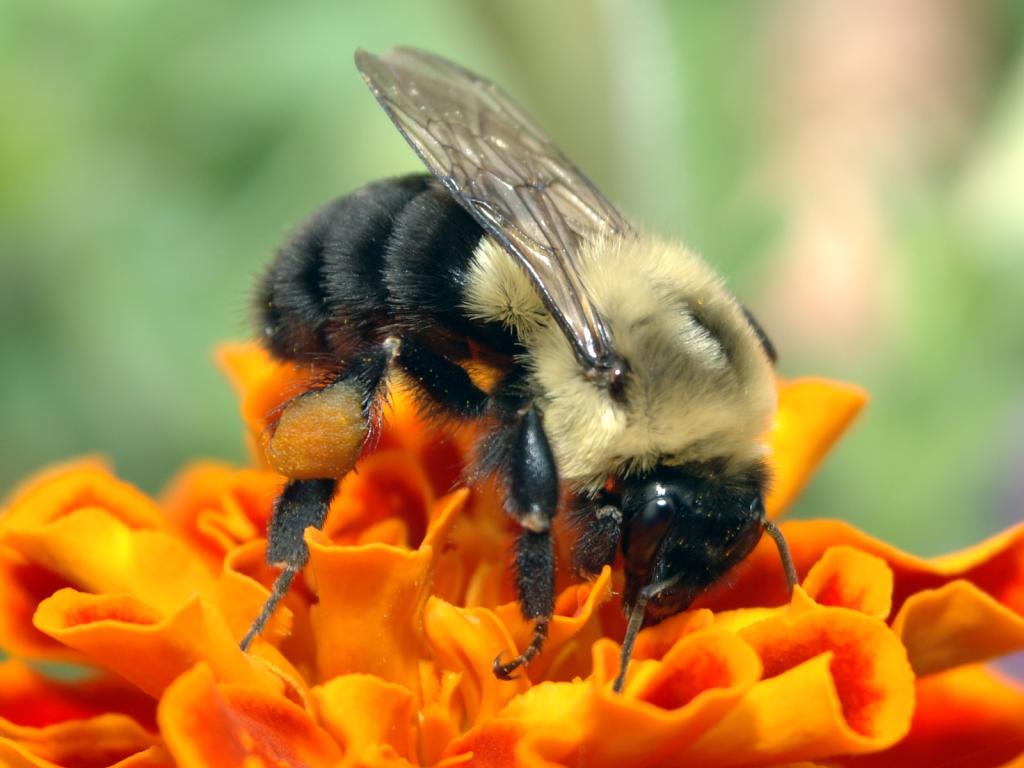 蜜蜂在一朵橙花上
