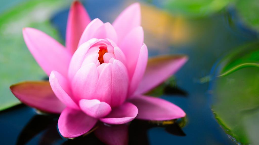 粉红色的睡莲在池塘里