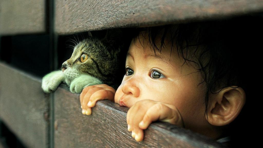 一个好奇的猫和宝宝