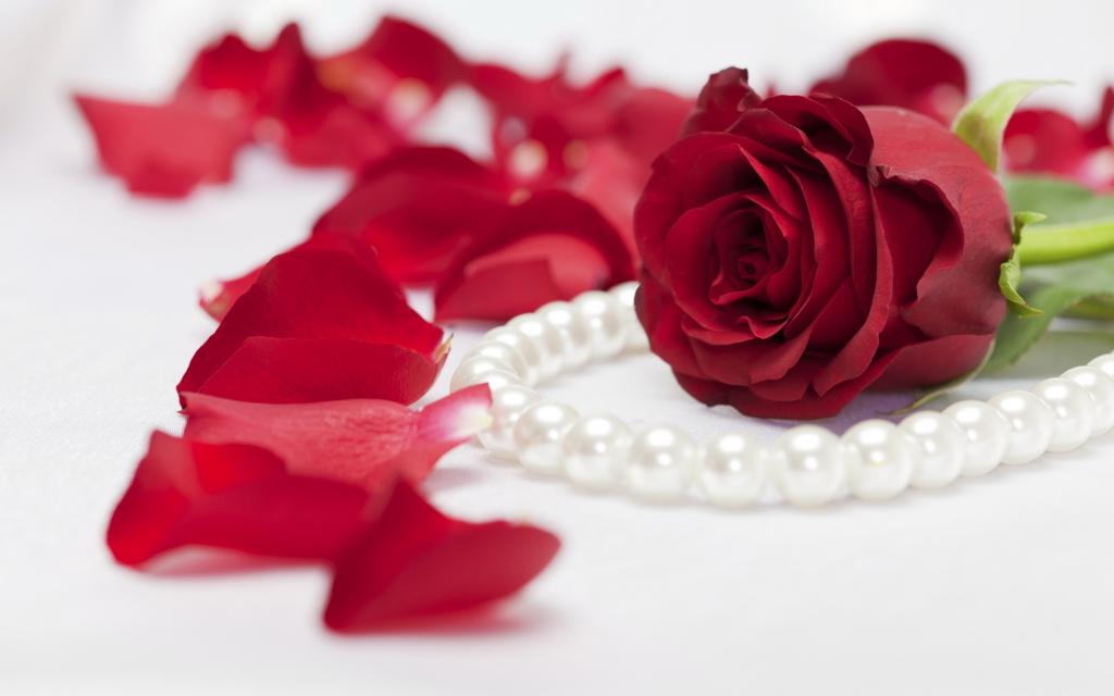 猩红色玫瑰和珍珠