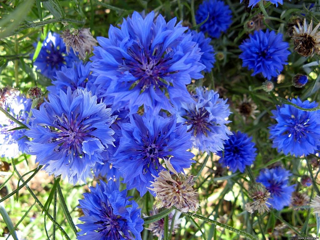 矢车菊的美丽的蓝色花朵