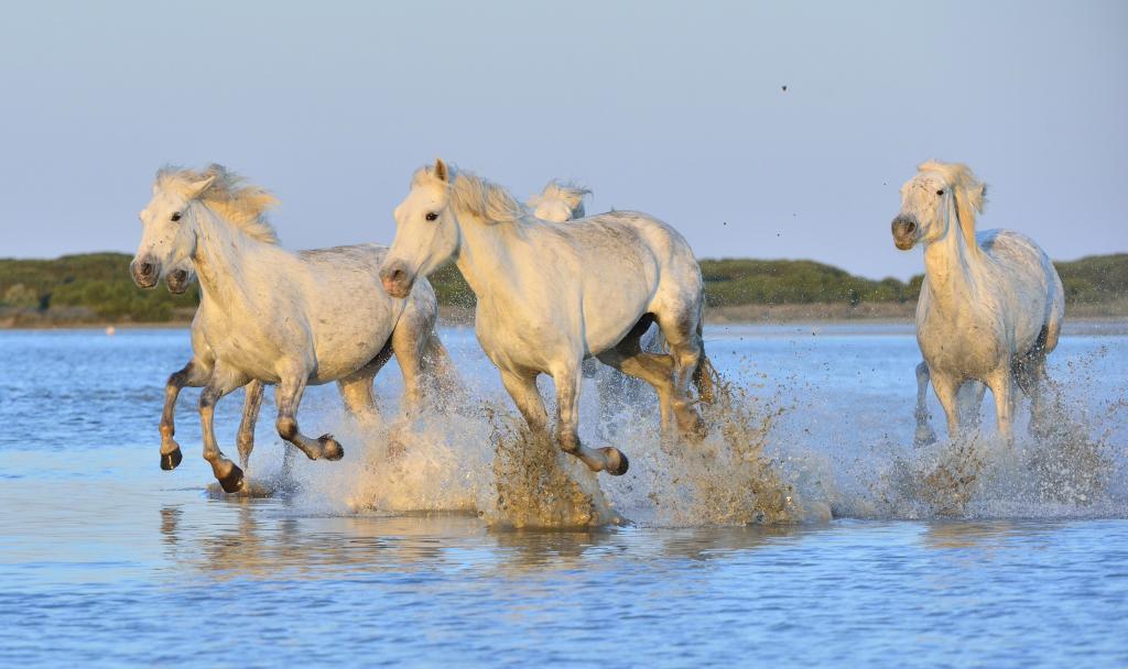 白马跑在水面上