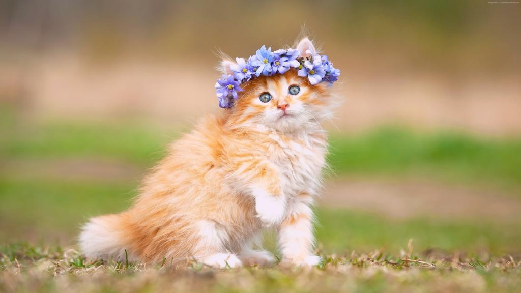 红头发的小猫，头上的花朵