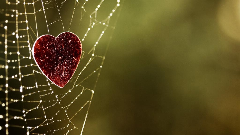 蜘蛛网上的一颗心