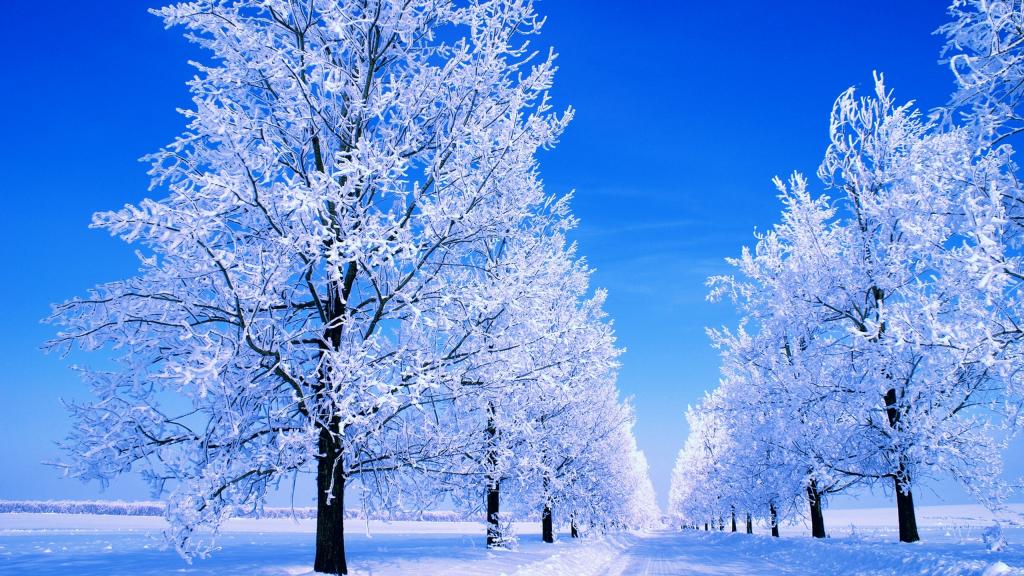 被冰的树和冬天路