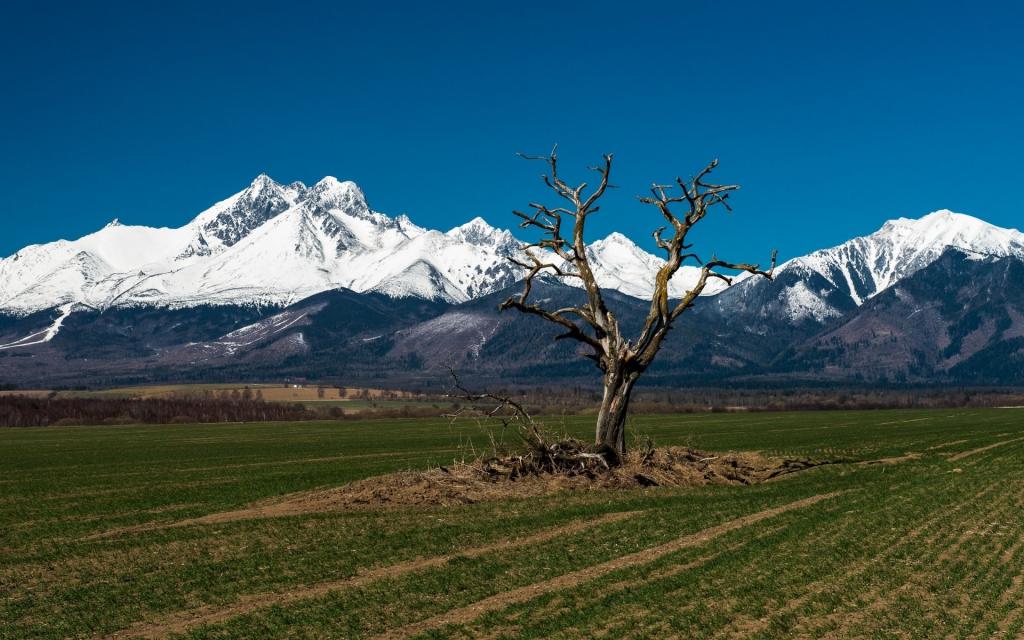 斯洛伐克Tatra山背景下的干树