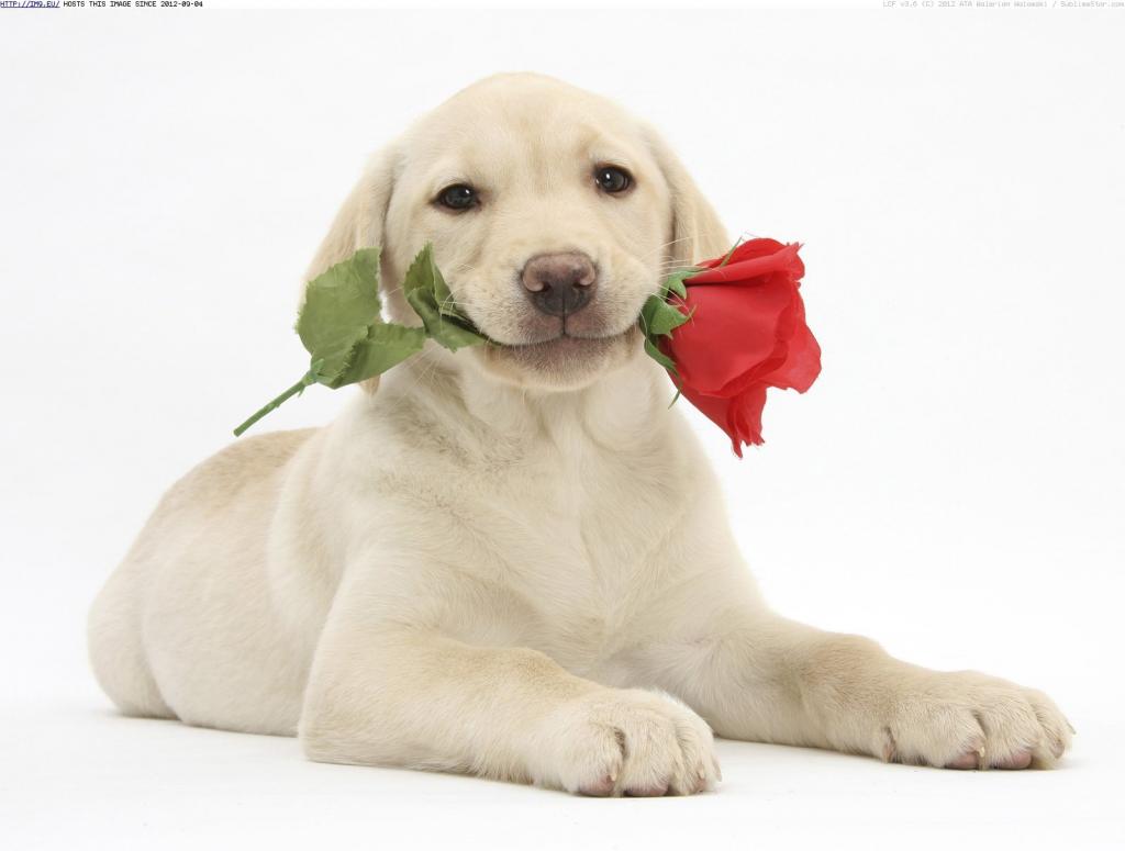 一朵玫瑰情人节的狗