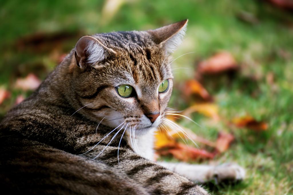 大灰绿眼睛的猫躺在绿色的草地上