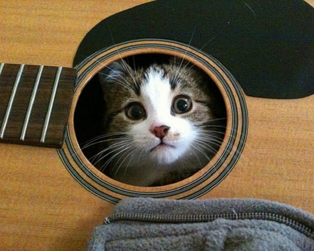 在吉他的猫