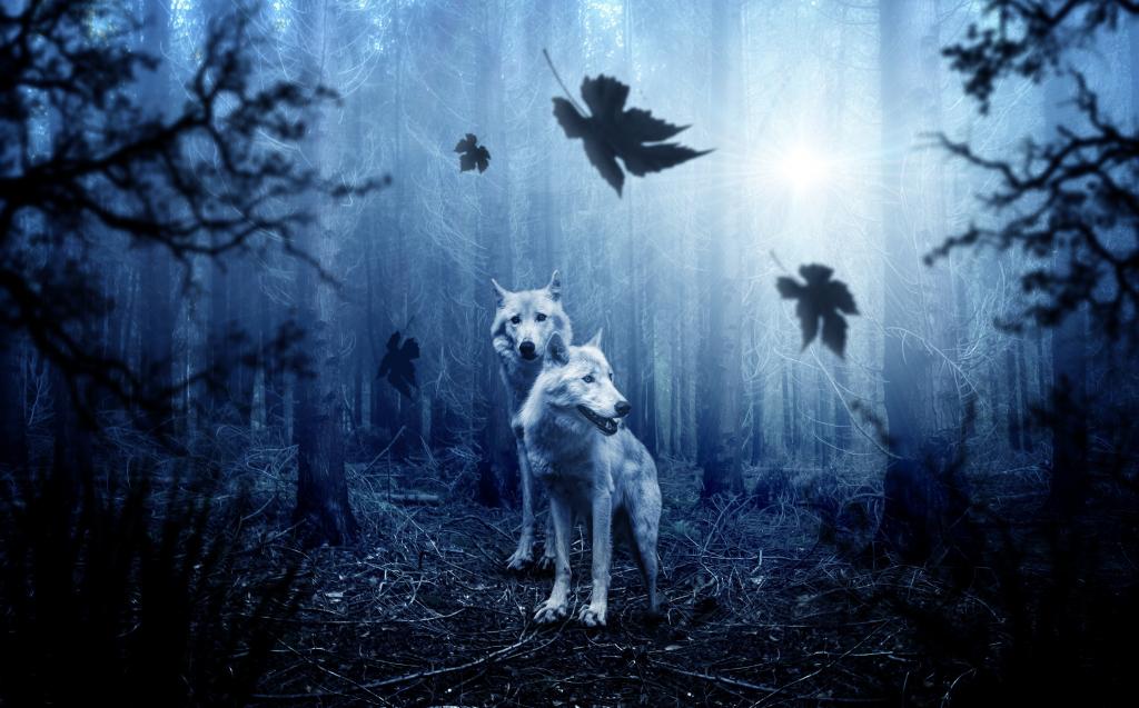 两只狼在一个黑暗的潮湿的森林里