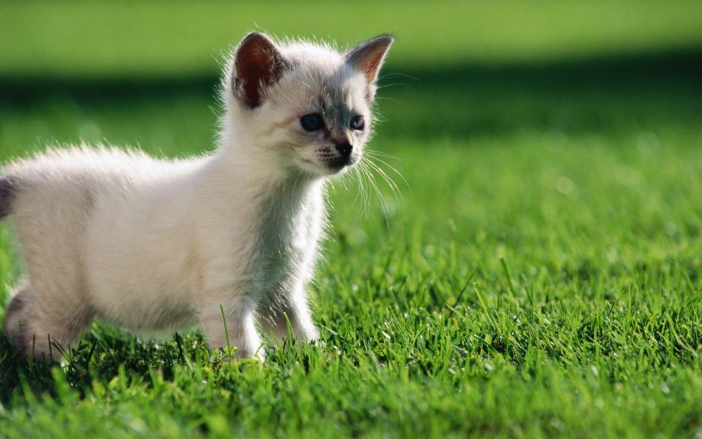 白色的小猫走在草坪上