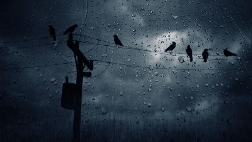 在雨中的电线乌鸦