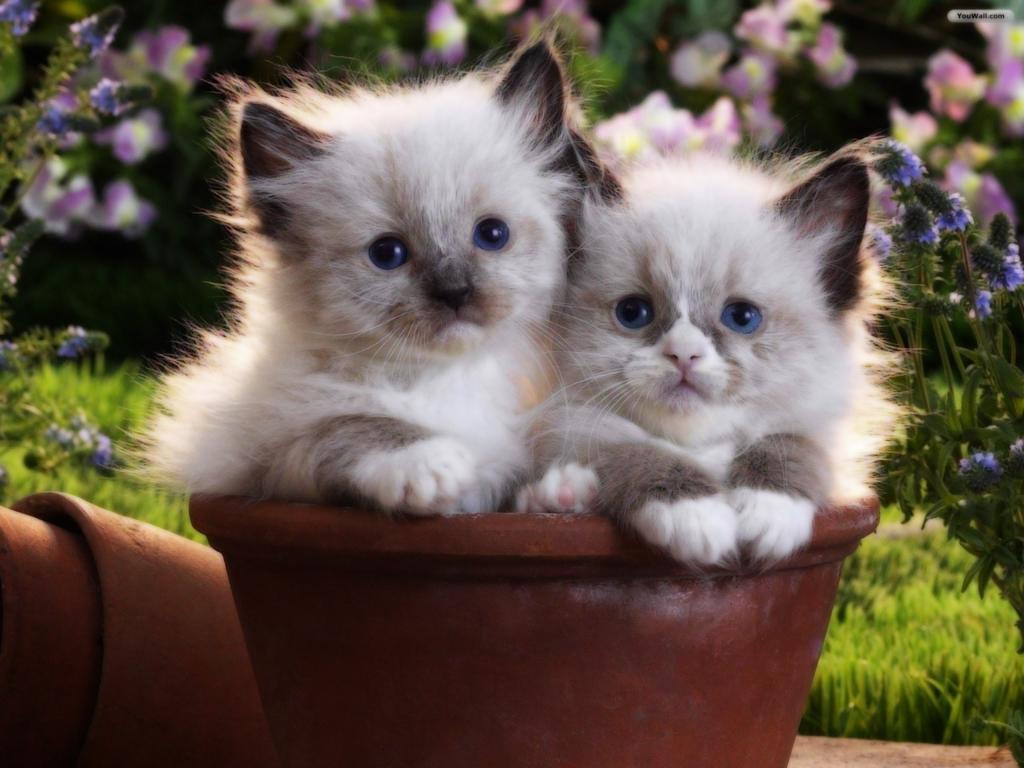 两只小猫在花盆里