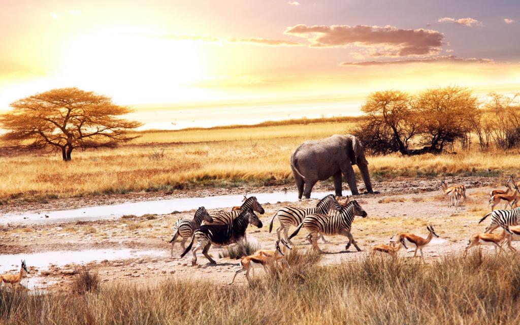 非洲大草原的动物