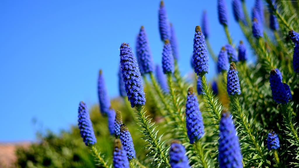 美丽的蓝色野花对天空