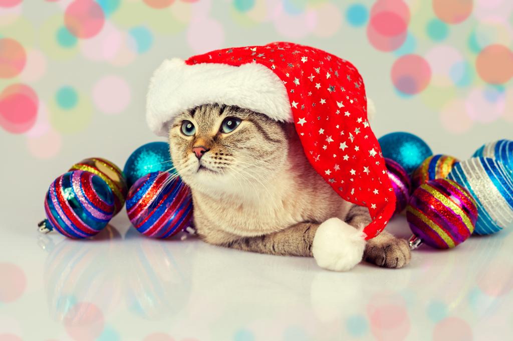 在圣诞节帽子的滑稽的猫与圣诞节球