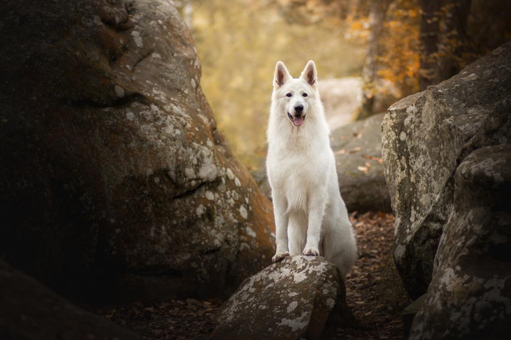 与伸出舌头的白色牧羊犬站在一块岩石上
