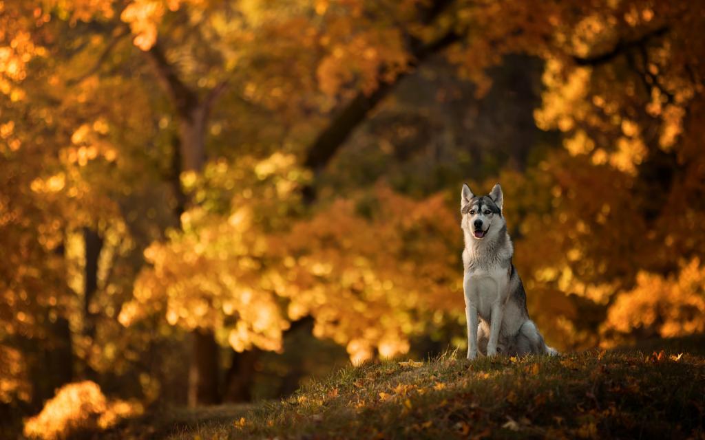 爱斯基摩犬的一只狗坐在秋天的公园里