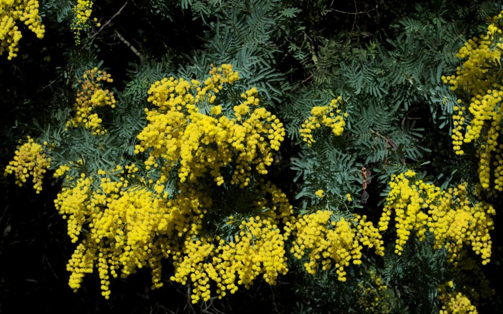 开花的黄色含羞草春天灌木
