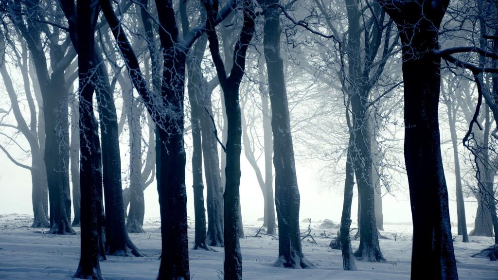 在冬季森林中的树木的轮廓