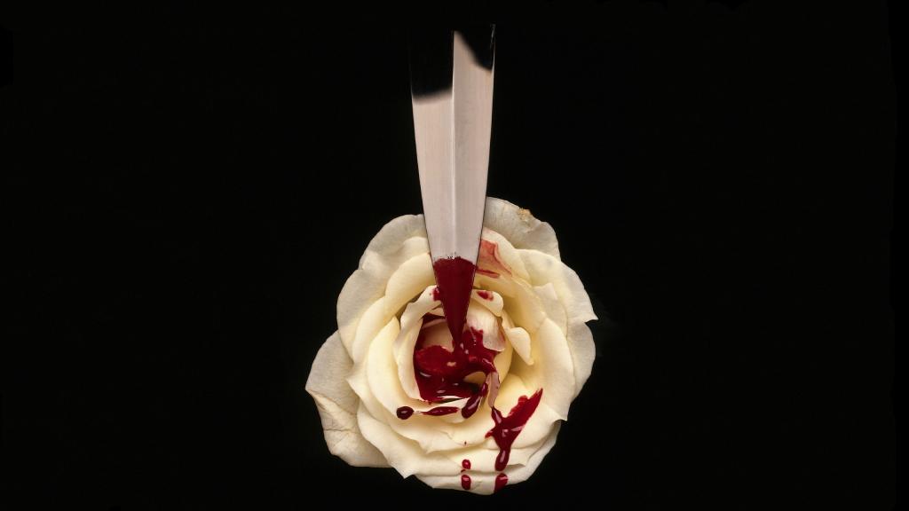 在一朵白色玫瑰的血液,高清图片,壁纸 - 酷酷桌面