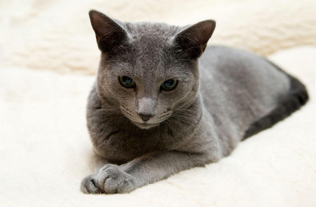 品种俄罗斯蓝猫
