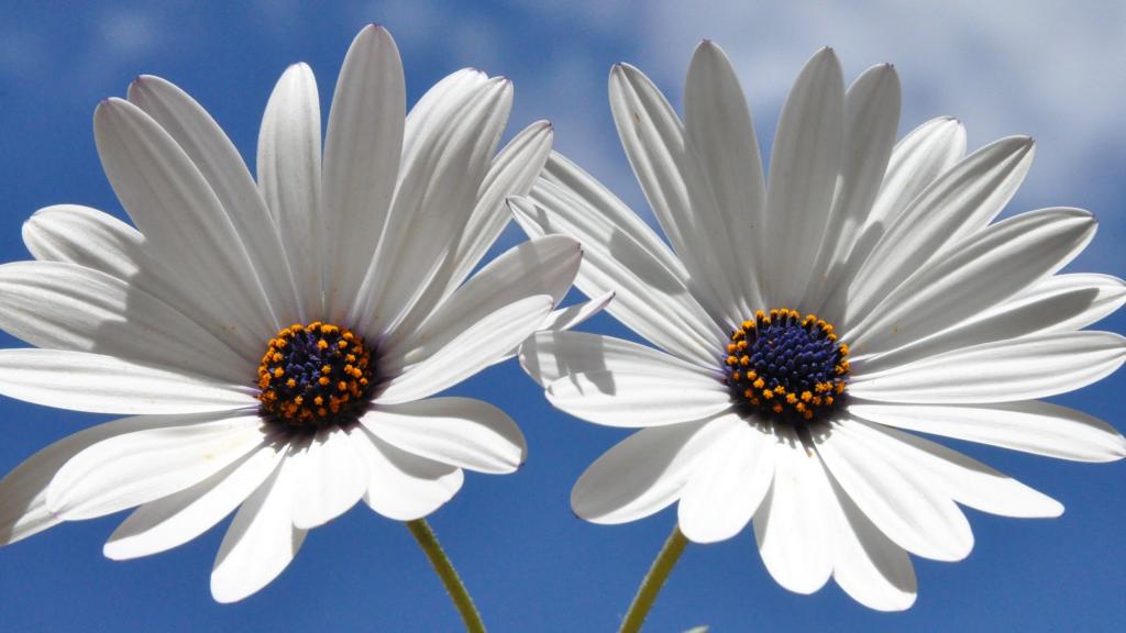 两个白色的雏菊与一个蓝色的中心