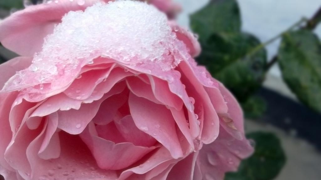 雪在一朵玫瑰