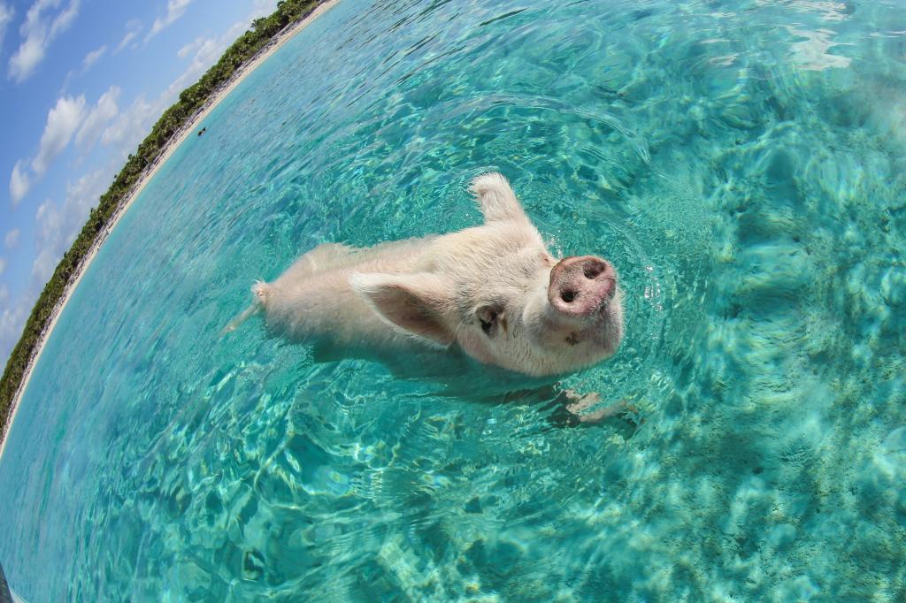 猪在海里
