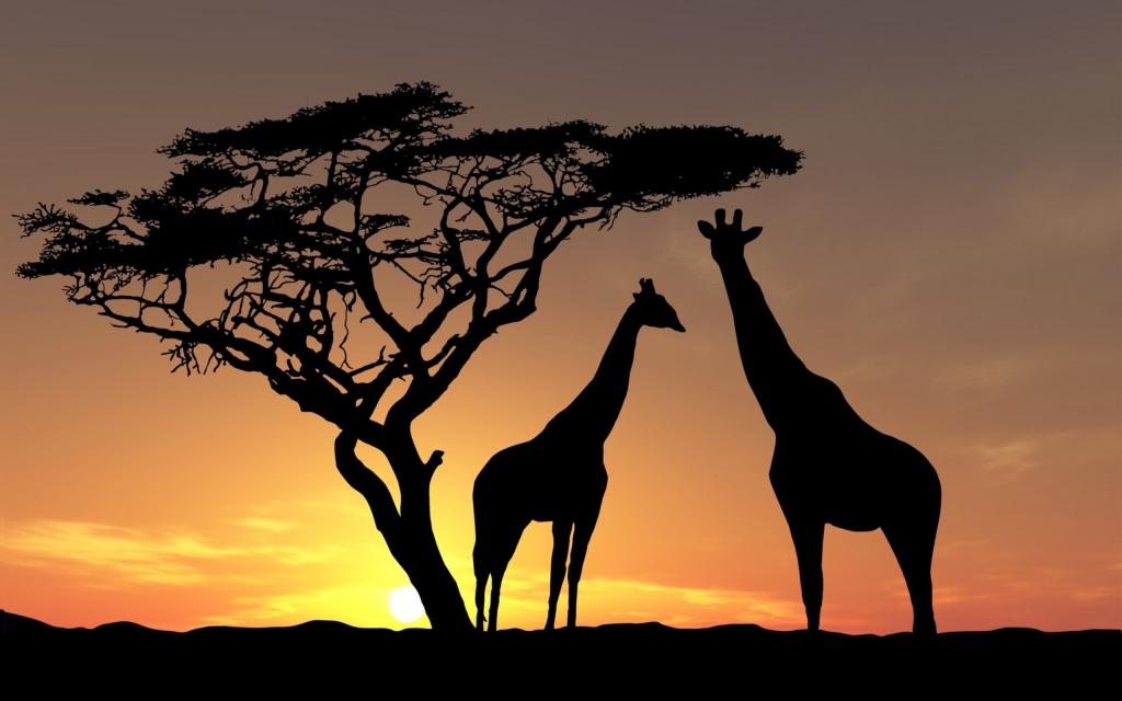 在日落时，非洲的树上的长颈鹿
