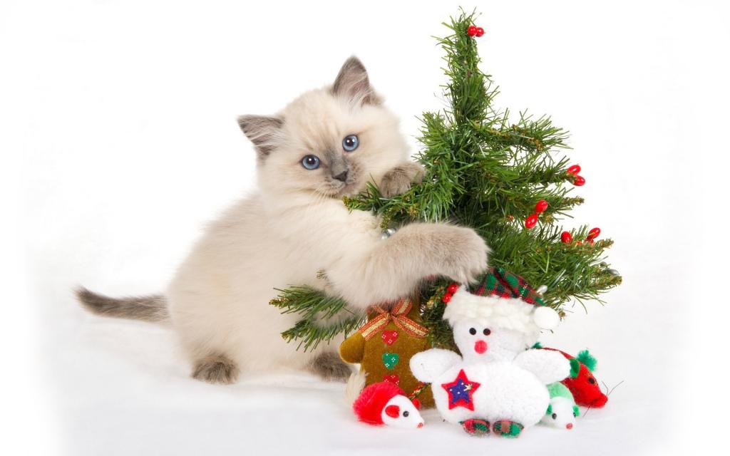 一只小猫玩圣诞树