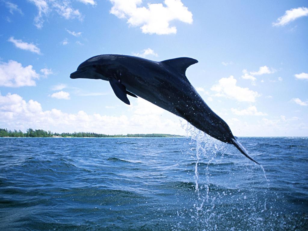 浮动的海豚