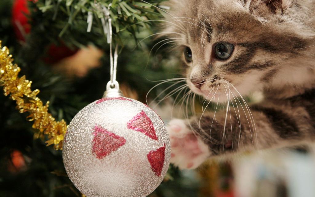 圣诞树和小猫