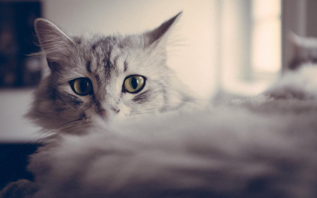 一只灰色的猫的大眼睛