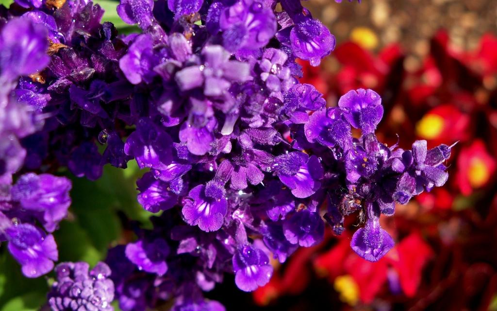 在花园里的紫色花朵