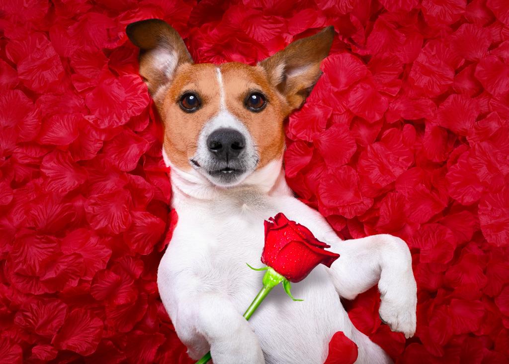 狗品种杰克罗素梗与玫瑰躺在红色的花瓣上