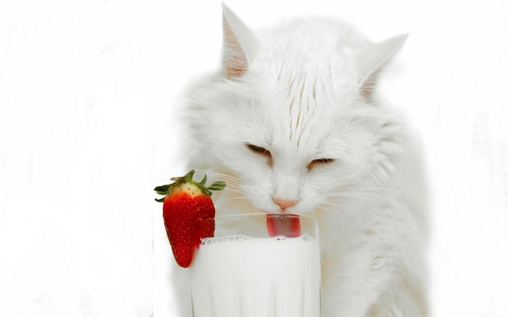 白色的猫和牛奶