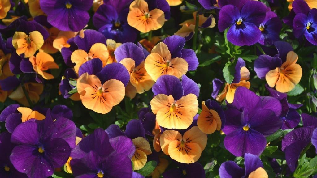 橙色和紫色的花朵