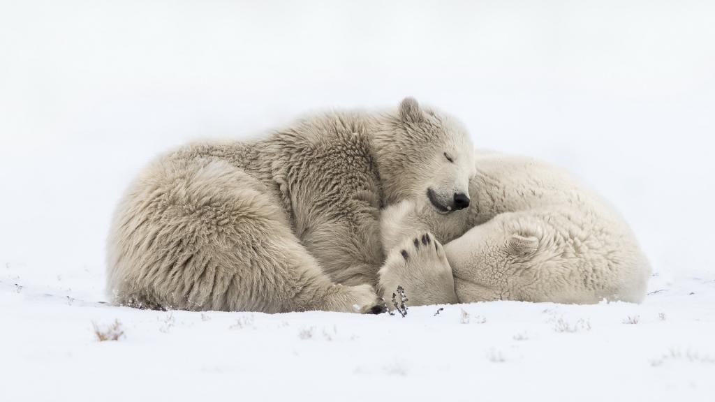 两只大北极熊正在雪地上睡觉