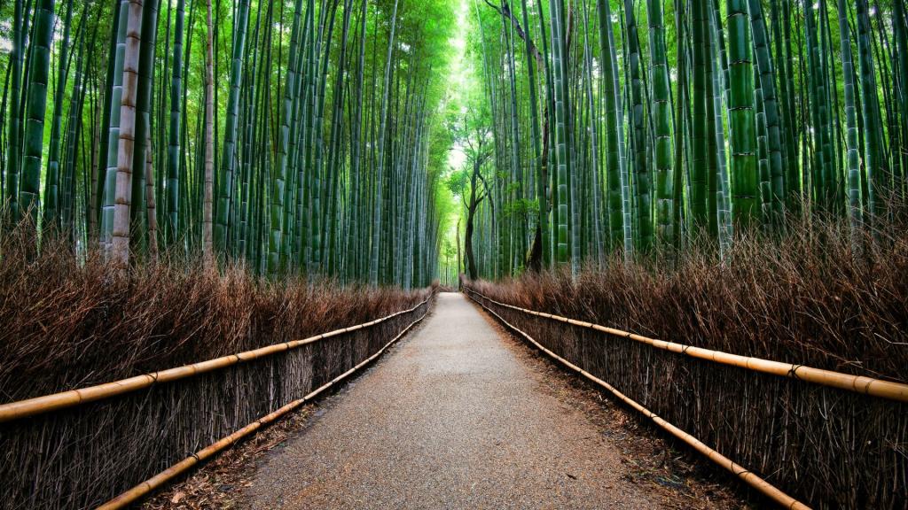 竹森林Sag in在日本京都