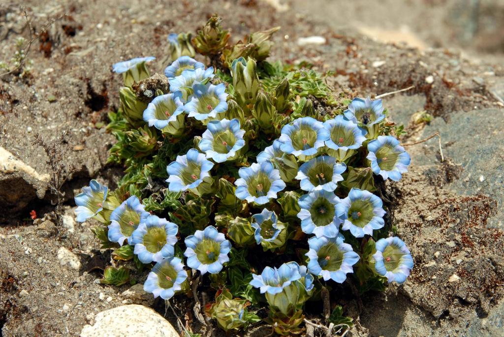 蓝色的花，在一块石头上