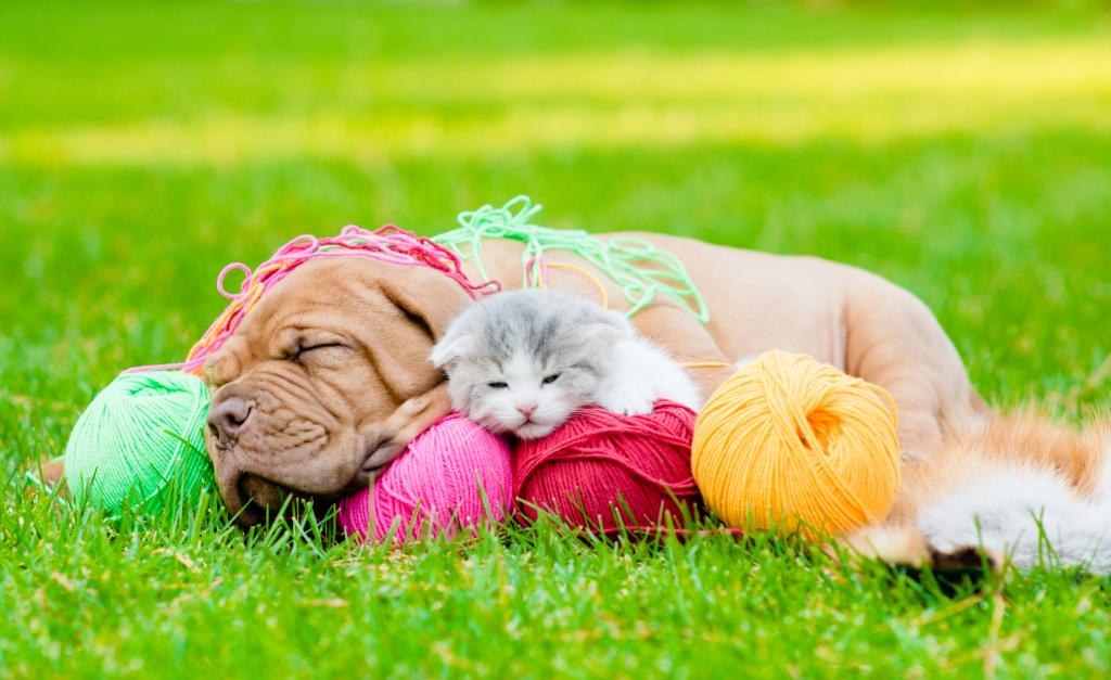 小小狗和小猫睡觉与缠结在绿色草地上