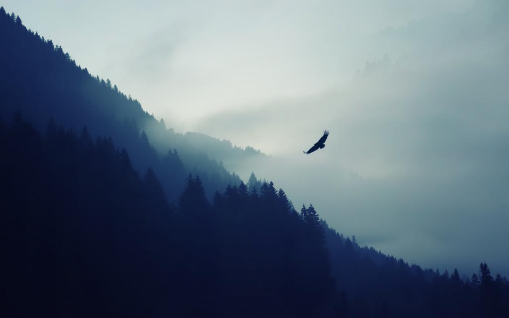 在雾的老鹰在山的背景